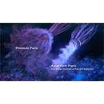 Asus PRIME GeForce RTX 5080 16GB GDDR7