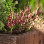 Blumfeldt Triumflor Hydro, antracit nádoba na kvety trojitá