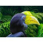 CHiQ U55QG7L, 55"