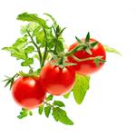 Click and Grow mini paradajky, 3ks