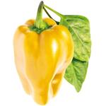 Click and Grow sladká žltá paprika, 3ks