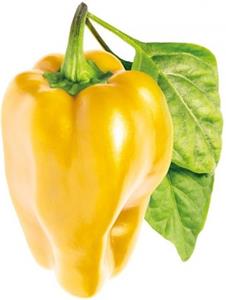 Click and Grow sladká žltá paprika, 3ks