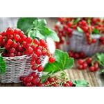 Concept LO7067, odšťavovač, čierna