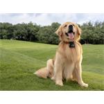 DJI Osmo Nano Standard Combo (64GB)