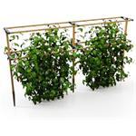 Gusta Garden Berry Buddy podporná konštrukcia, 120cm