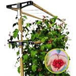 Gusta Garden Berry Buddy podporná konštrukcia, 120cm