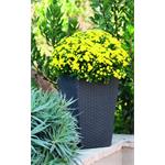 Keter Rattan Planter S 23, kvetináč 6 l, grafitový