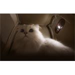 MOVA PB10 Pro Pet, cestovný batoh