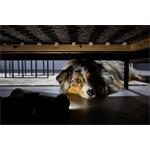 ROWENTA RH9A73WO X-Force Flex 13.60, tyčový vysávač