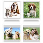 Ultrazvukový repelent TickLess Pet proti klíšťatům, oranžový